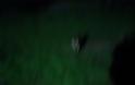 Αλεπούδες και ποντίκια στον προαύλιο χώρο του Λοιμωδών της Αγίας Βαρβάρας - Φωτογραφία 2