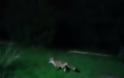 Αλεπούδες και ποντίκια στον προαύλιο χώρο του Λοιμωδών της Αγίας Βαρβάρας - Φωτογραφία 6