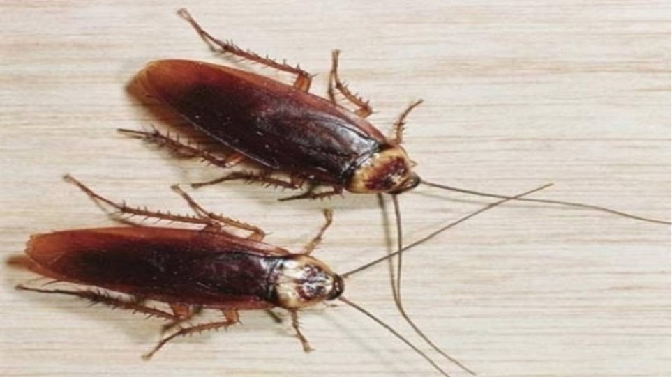 Ο εφιάλτης γίνεται πραγματικότητα: Τα εντομοκτόνα δεν μπορούν να σταματήσουν τις κατσαρίδες - Φωτογραφία 1
