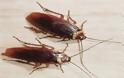 Ο εφιάλτης γίνεται πραγματικότητα: Τα εντομοκτόνα δεν μπορούν να σταματήσουν τις κατσαρίδες