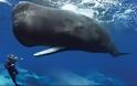 Ιαπωνία: Μετά από 30 χρόνια ξεκινά και πάλι το κυνήγι φαλαινών για εμπορικούς σκοπούς