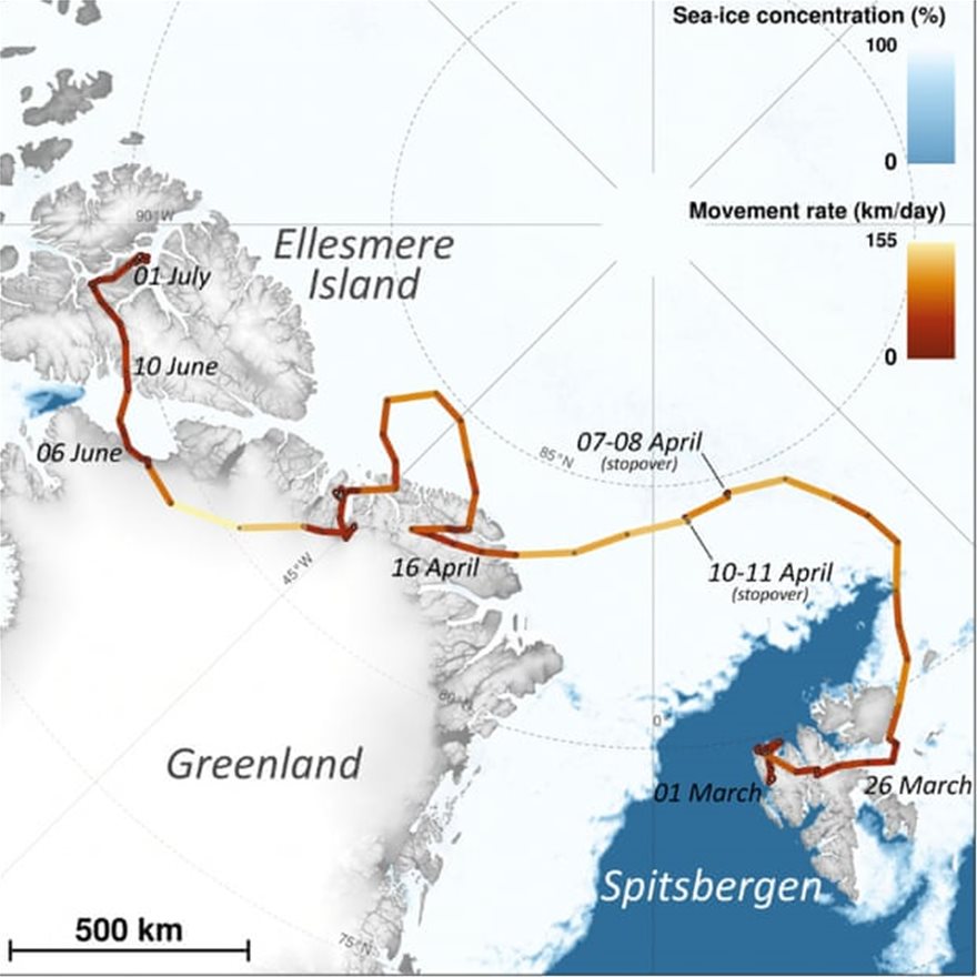 Το επικό ταξίδι μιας αρκτικής αλεπούς: Διένυσε πάνω από 3.500 χλμ σε... 76 μέρες - Φωτογραφία 2