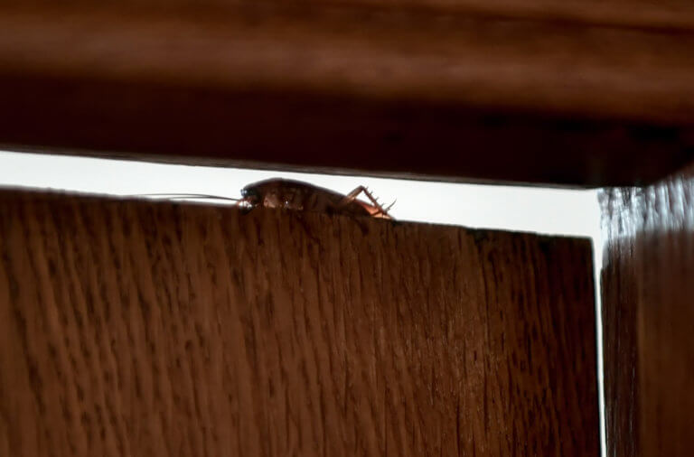 Εφιάλτης! Οι κατσαρίδες γίνονται ασταμάτητες – Νέα ανησυχητικά στοιχεία - Φωτογραφία 1