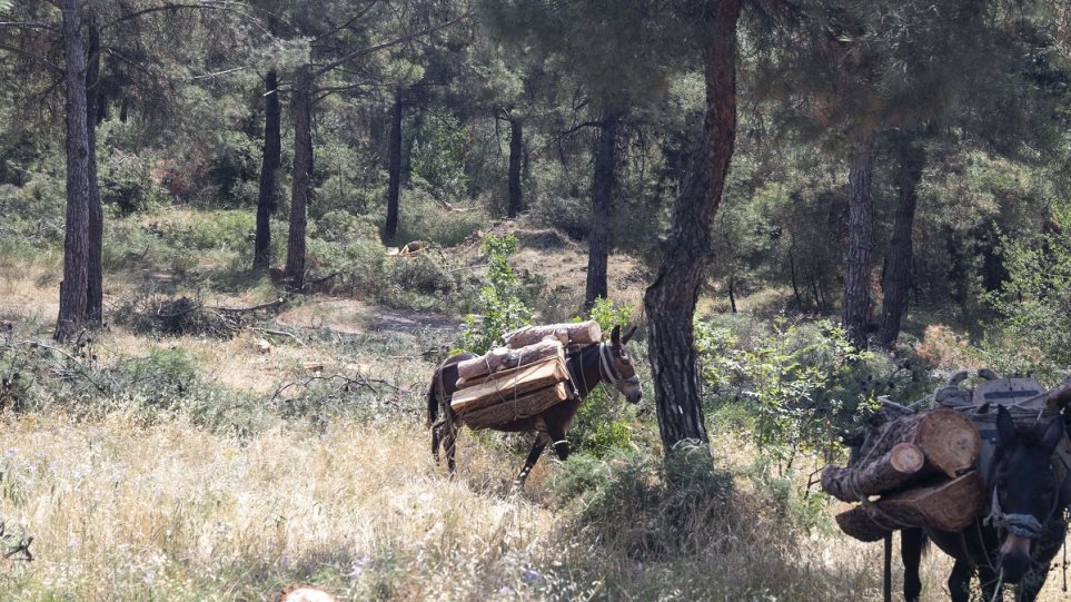 Σέιχ Σου: Η Δασική Υπηρεσία θα διαχειριστεί την υλοτόμηση - Σε 20 μέρες θα έχει ολοκληρωθεί το 80%-90% - Φωτογραφία 1