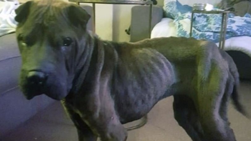 Survivor: Σκύλος έπεσε από γκρεμό 200 μέτρων κι έζησε μόνος για 45 ημέρες γλείφοντας τα βράχια - Φωτογραφία 1