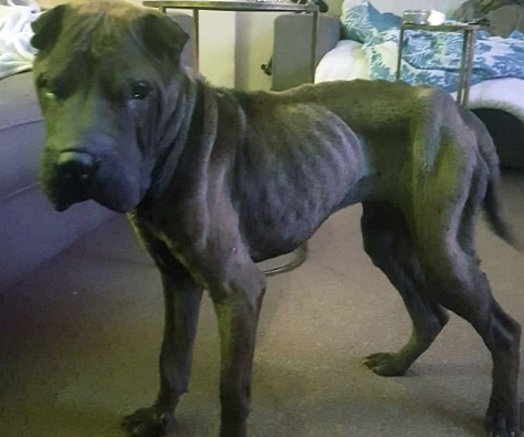 Survivor: Σκύλος έπεσε από γκρεμό 200 μέτρων κι έζησε μόνος για 45 ημέρες γλείφοντας τα βράχια - Φωτογραφία 4