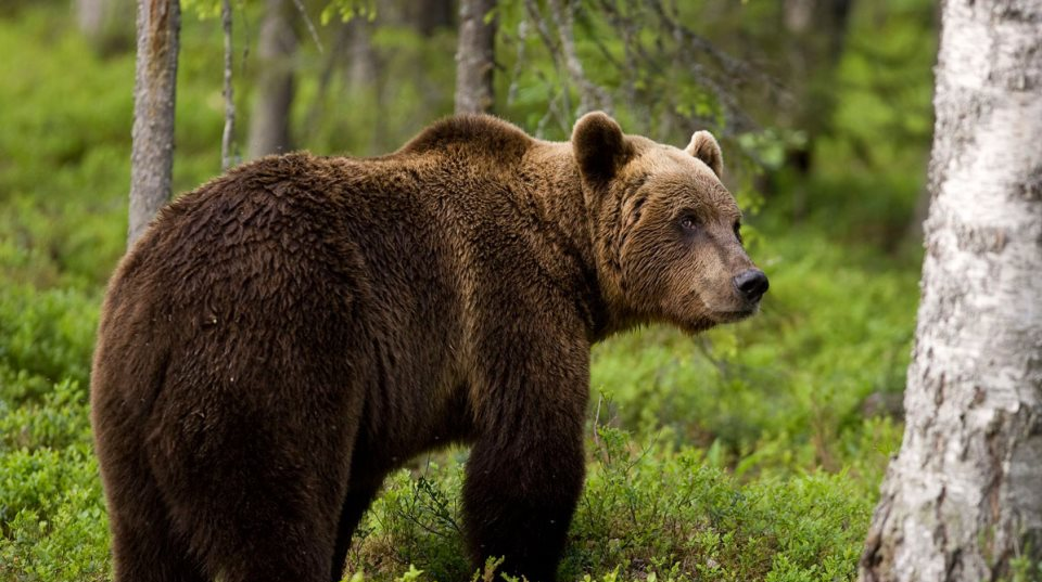 Κλώτσησε αρκούδα για πλάκα και το άγριο ζώο τον ξέσκισε (Video) - Φωτογραφία 1