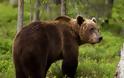 Κλώτσησε αρκούδα για πλάκα και το άγριο ζώο τον ξέσκισε (Video)