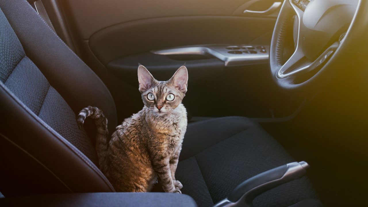 Η γάτα σας φοβάται το αυτοκίνητο; Να τι θα κάνετε για να το ξεπεράσει - Φωτογραφία 1