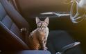 Η γάτα σας φοβάται το αυτοκίνητο; Να τι θα κάνετε για να το ξεπεράσει