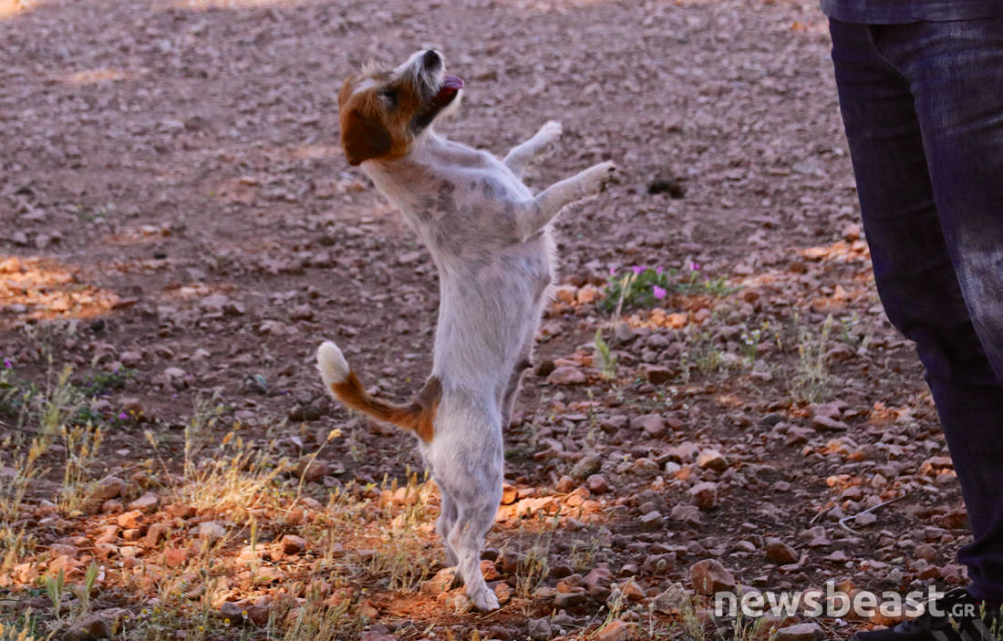 Ζερόμ, ο σκύλος – ηθοποιός με δική του καριέρα στην μεγάλη οθόνη - Φωτογραφία 10