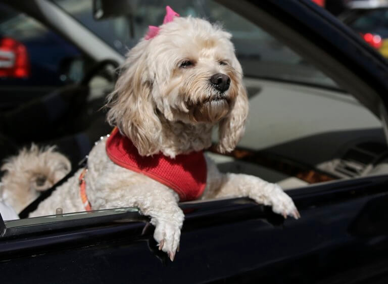 Μαρτυρικός θάνατος στη ζέστη για σκύλο – Τον κλείδωσαν μέσα σε αυτοκίνητο που χτυπούσε ο ήλιος! - Φωτογραφία 1