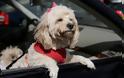 Μαρτυρικός θάνατος στη ζέστη για σκύλο – Τον κλείδωσαν μέσα σε αυτοκίνητο που χτυπούσε ο ήλιος!