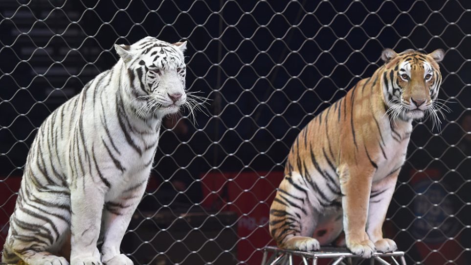 Τίγρεις σε τσίρκο κατασπάραξαν τον θηριοδαμαστή τους λίγο πριν αρχίσει το σόου - Φωτογραφία 1