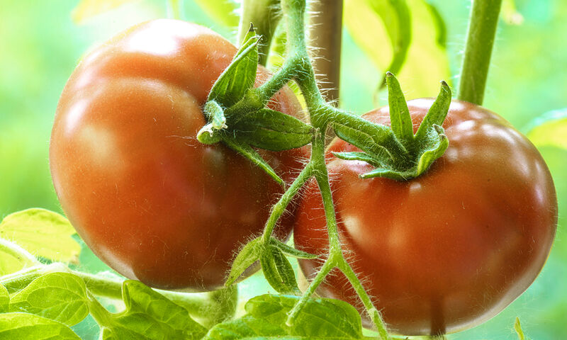 Ντομάτα: Θερμίδες + 7 σημαντικά οφέλη για την υγεία - Φωτογραφία 1