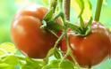 Ντομάτα: Θερμίδες + 7 σημαντικά οφέλη για την υγεία