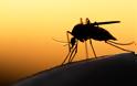 Κουνούπια, ο ύπουλος εχθρός - Φωτογραφία 2