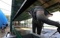 Πως διώχνουν τους ελέφαντες από τις ράγες των τρένων