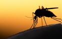 ΚΕΕΛΠΝΟ: Επιβεβαιώθηκαν τα πρώτα κρούσματα του ιού του Δυτικού Νείλου