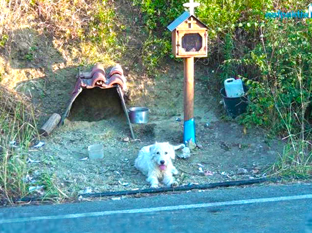 Συγκινητικό ΝΑΥΠΑΚΤΙΑ: Σκύλος ζει δίπλα στο εικόνισμα του νεκρού αφεντικού του (βίντεο) - Φωτογραφία 1
