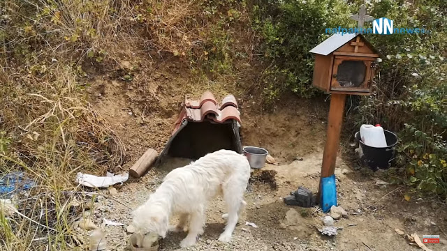 Συγκινητικό ΝΑΥΠΑΚΤΙΑ: Σκύλος ζει δίπλα στο εικόνισμα του νεκρού αφεντικού του (βίντεο) - Φωτογραφία 2