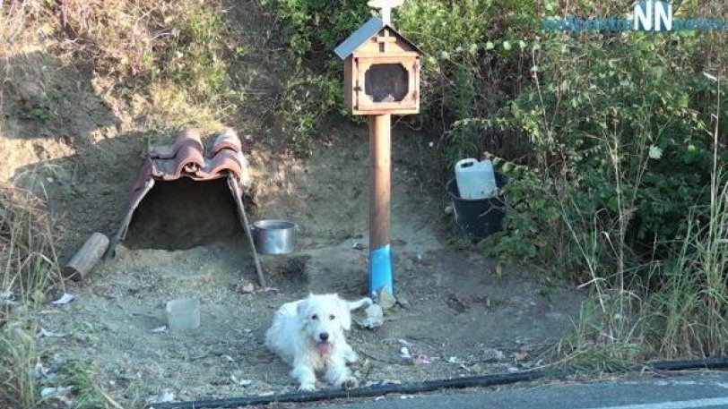 Ο Χάτσικο της Ναυπάκτου: Σκύλος ζει δίπλα στο εικόνισμα του αφεντικού του - Φωτογραφία 1