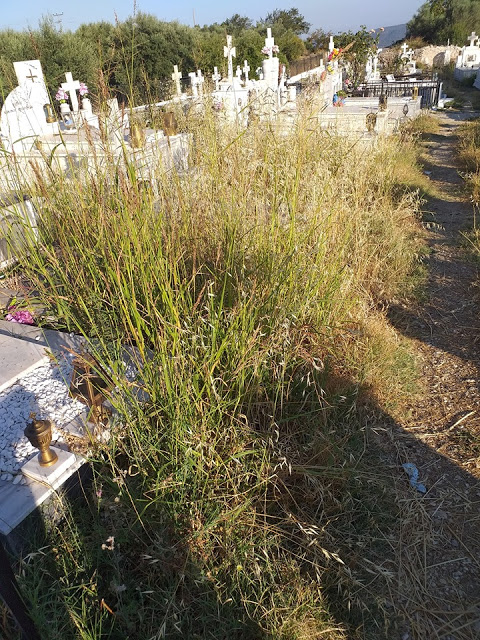 Τα χόρτα έπνιξαν το παλιό κοιμητήριο στο ΜΟΝΑΣΤΗΡΑΚΙ Βόνιτσας (ΔΕΙΤΕ ΦΩΤΟ) - Φωτογραφία 10