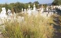 Τα χόρτα έπνιξαν το παλιό κοιμητήριο στο ΜΟΝΑΣΤΗΡΑΚΙ Βόνιτσας (ΔΕΙΤΕ ΦΩΤΟ) - Φωτογραφία 2