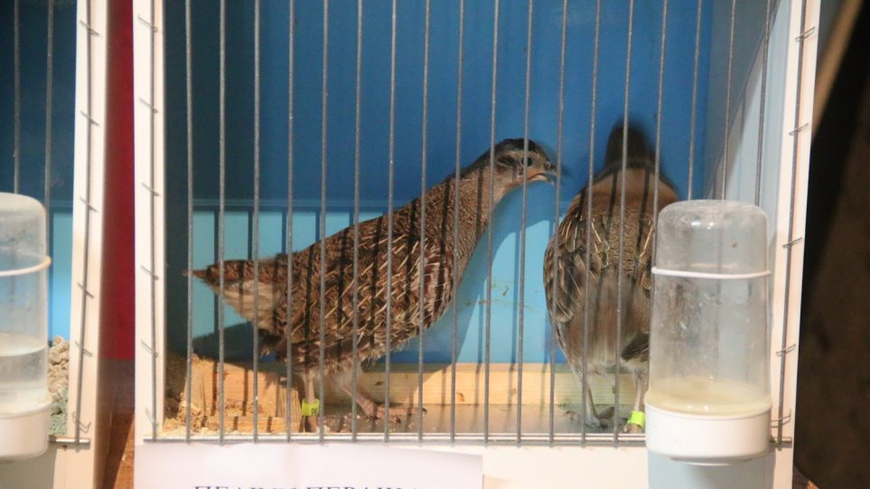 Κρατούσε 48 άγρια πουλιά φυλακισμένα σε κλουβιά! - Φωτογραφία 1