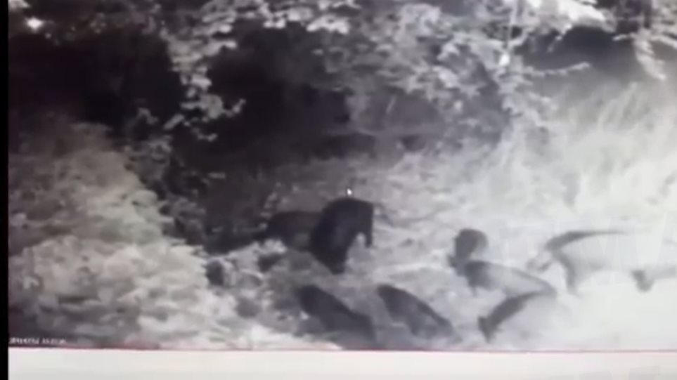 Απίστευτο βίντεο: Οικογένεια από μικρά αγριογούρουνα εμφανίστηκε στην Εκάλη - Φωτογραφία 1