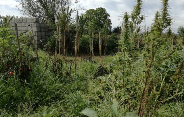 Εκριζώθηκαν «ορφανά» χασισόδεντρα σε ρέμα στο Χαλίκι Αιτωλικού - Φωτογραφία 1