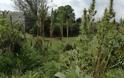 Εκριζώθηκαν «ορφανά» χασισόδεντρα σε ρέμα στο Χαλίκι Αιτωλικού