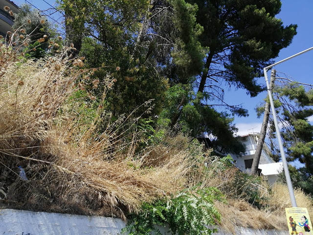 Ακαθάριστο παραμένει το Δασύλλιο με τα πεύκα στο Χοβολιό Αστακού -ΦΩΤΟ - Φωτογραφία 1