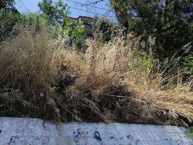 Ακαθάριστο παραμένει το Δασύλλιο με τα πεύκα στο Χοβολιό Αστακού -ΦΩΤΟ - Φωτογραφία 10