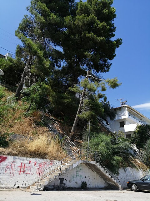 Ακαθάριστο παραμένει το Δασύλλιο με τα πεύκα στο Χοβολιό Αστακού -ΦΩΤΟ - Φωτογραφία 11