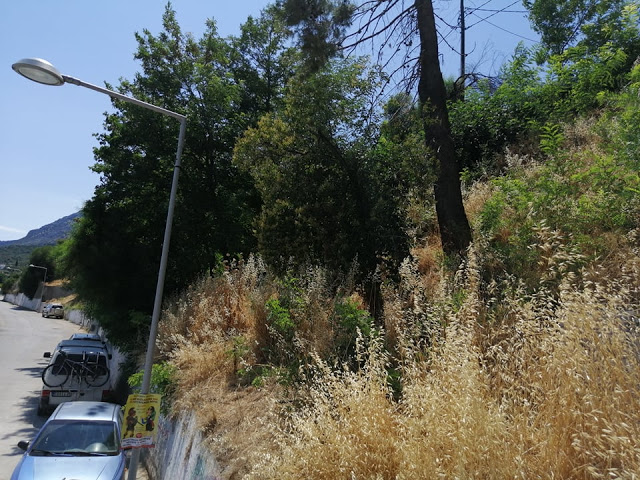 Ακαθάριστο παραμένει το Δασύλλιο με τα πεύκα στο Χοβολιό Αστακού -ΦΩΤΟ - Φωτογραφία 18