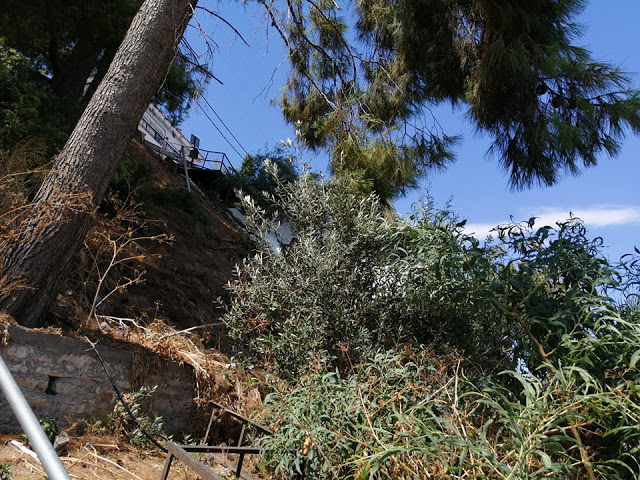 Ακαθάριστο παραμένει το Δασύλλιο με τα πεύκα στο Χοβολιό Αστακού -ΦΩΤΟ - Φωτογραφία 19