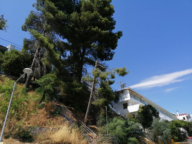 Ακαθάριστο παραμένει το Δασύλλιο με τα πεύκα στο Χοβολιό Αστακού -ΦΩΤΟ - Φωτογραφία 2