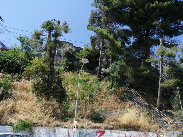 Ακαθάριστο παραμένει το Δασύλλιο με τα πεύκα στο Χοβολιό Αστακού -ΦΩΤΟ - Φωτογραφία 3