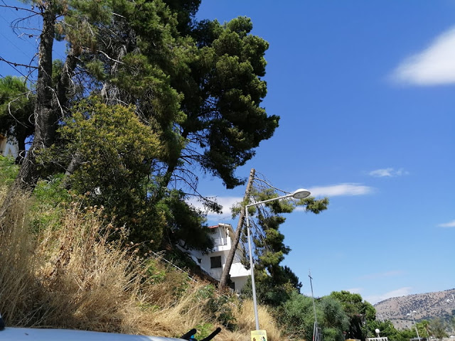 Ακαθάριστο παραμένει το Δασύλλιο με τα πεύκα στο Χοβολιό Αστακού -ΦΩΤΟ - Φωτογραφία 5