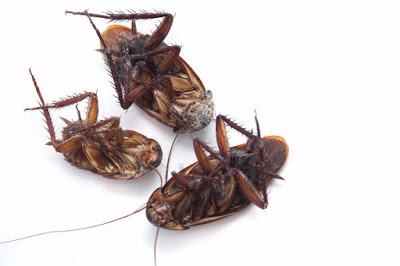14 πράγματα που ίσως δεν γνωρίζετε για τις κατσαρίδες - Φωτογραφία 1