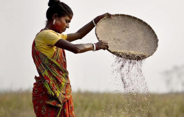 Μέσα σε 3 χρόνια 4.500 γυναίκες αγρότες στην Ινδία έχουν υποβληθεί σε αφαίρεση μήτρας ώστε να δουλεύουν αδιάκοπα - Φωτογραφία 1
