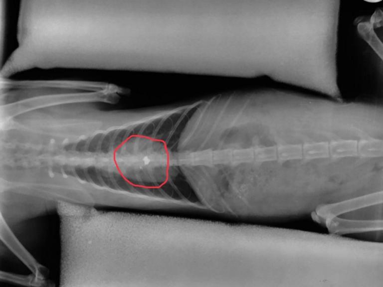 Πέθανε ο γάτος που πυροβόλησε λυκειάρχης – Οι ανατριχιαστικές εικόνες που έδειξαν στο δικαστήριο [pics] - Φωτογραφία 1