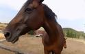 Συναγερμός στη Λάρισα: Κρούσμα του ιού του Δυτικού Νείλου σε άλογο