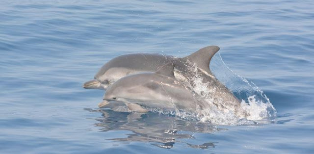 Πρωτοφανής αύξηση δελφινιών στο Θαλάσσιο Πάρκο Αλοννήσου - Φωτογραφία 1
