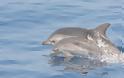 Πρωτοφανής αύξηση δελφινιών στο Θαλάσσιο Πάρκο Αλοννήσου