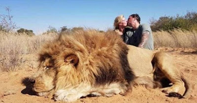 Παγκόσμια οργή για το ζευγάρι που φωτογραφίζεται να φιλιέται μαζί με το λιοντάρι που σκότωσε σε σαφάρι - Φωτογραφία 1