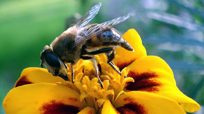 «Μελισσοκόμος» πέθανε από τσίμπημα μέλισσας στην Ορεστιάδα - Φωτογραφία 1