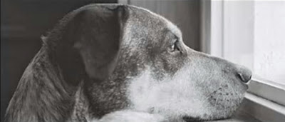 Αφιερωμένο σε όλους εμάς που έχουμε σκύλο στο σπίτι: Ποίημα ενός σκύλου - Φωτογραφία 1