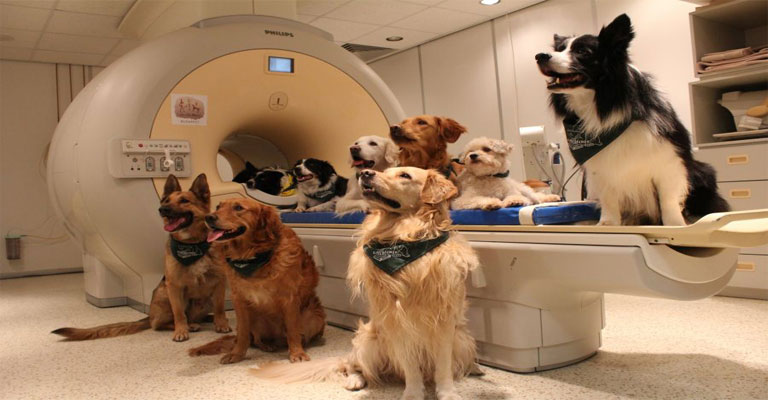 Οι σκύλοι μπορούν να καταλάβουν τι τους λέμε, σύμφωνα με τους επιστήμονες! - Φωτογραφία 1